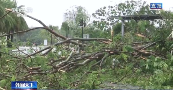 炒股配资安全 台风过境 广东阳江5万多棵树木损毁 多部门保道路畅通